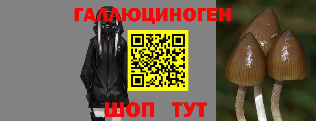Галлюциногенные грибы Psilocybe Златоуст